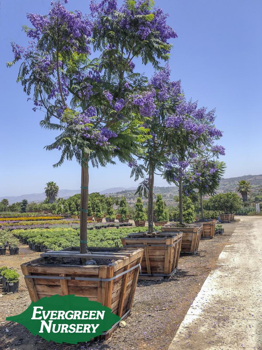 Jacaranda Mimosifolia Bonsai Blue A relatively new dwarf cultivar
